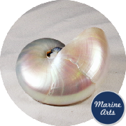 8646 - Nautilus Pearl Large 10cm